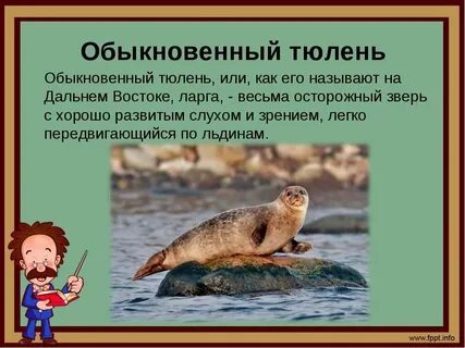 Или как его называют