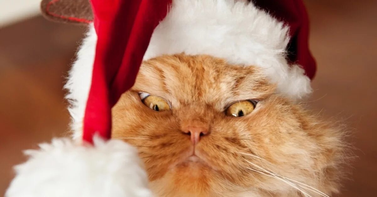 грампи кэт. самый популярный кот в россии. новый злой кот. недовольная кошка. злой новогодний кот.