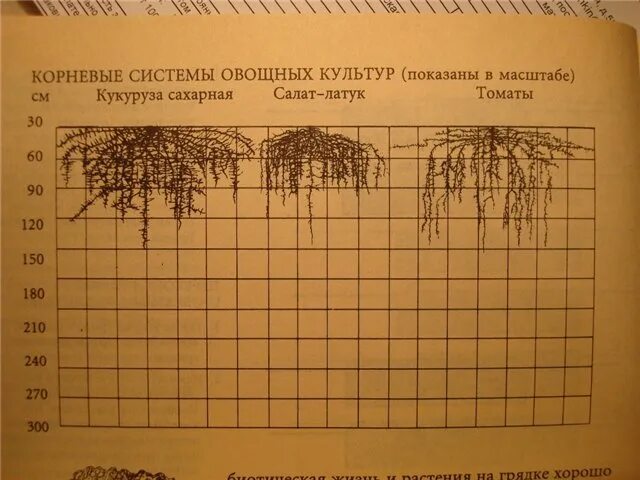 Корневой диаметр. Корневая система помидор глубина. Размер корневой системы томатов.