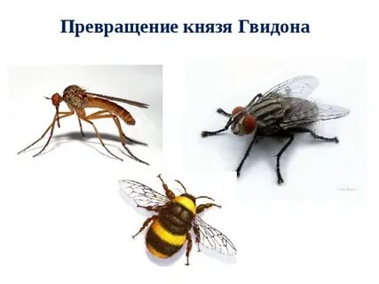Сколько раз и в кого превращался
