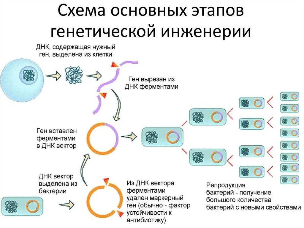 Схема этапов генетической инженерии. Схема синтеза инсулина генная инженерия. Схема основных этапов генной инженерии. Схема получения инсулина генной инженерией.