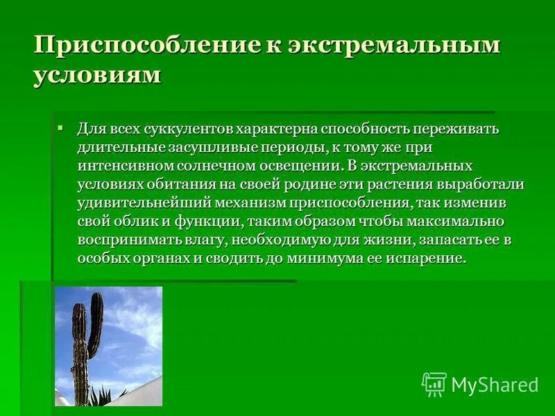 Адаптивное значение кактусов