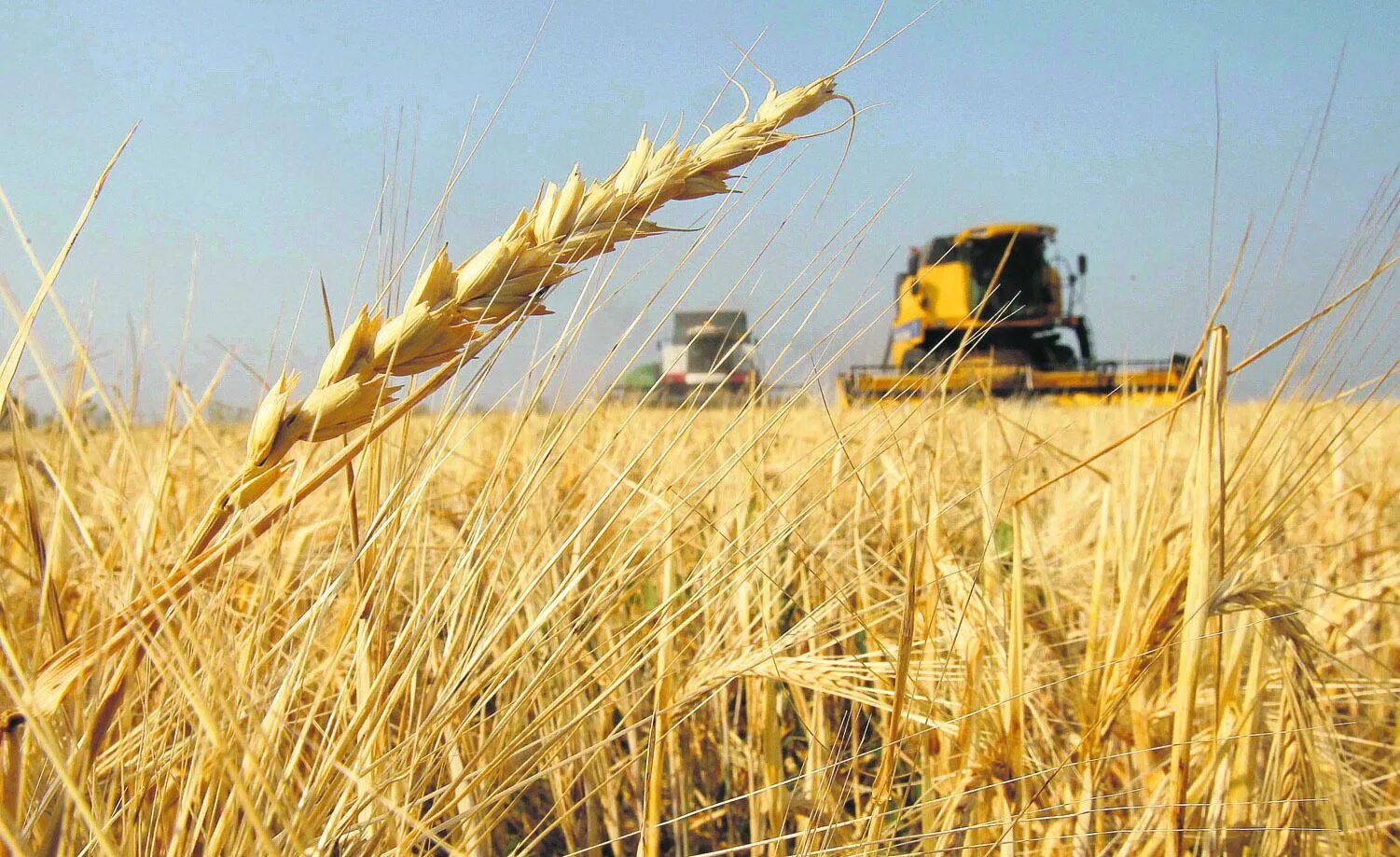 Жатва пшеницы. Зерновые культуры. Сельскохозяйственные культуры пшеница. Урожай зерновых. Белгород сельское хозяйство поля.