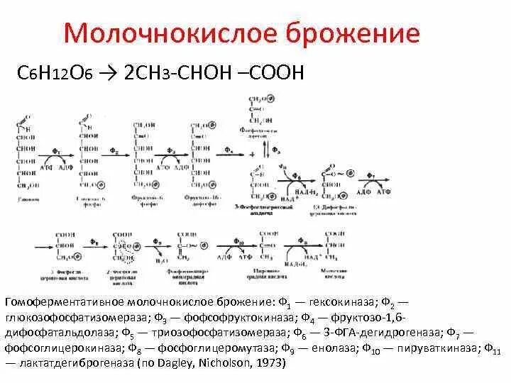 Молочнокислое брожение использование. Молочнокислое брожение схема реакции. схема гетероферментативного молочнокислого брожения. уравнение гомоферментативного молочнокислого брожения. схема молочного брожения.