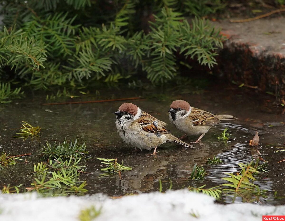 елка елка воробьев. воробей. ты супер арбенина и воробьев. басков новогодний концерт. елка елка воробьев.