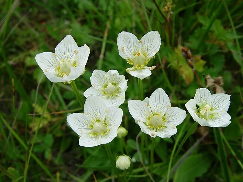 Низкое растение с белыми цветами. Белозор болотный трава. Белозор болотный цветок. Белозор болотный - Parnassia palustris l. Трава Белоцветка.