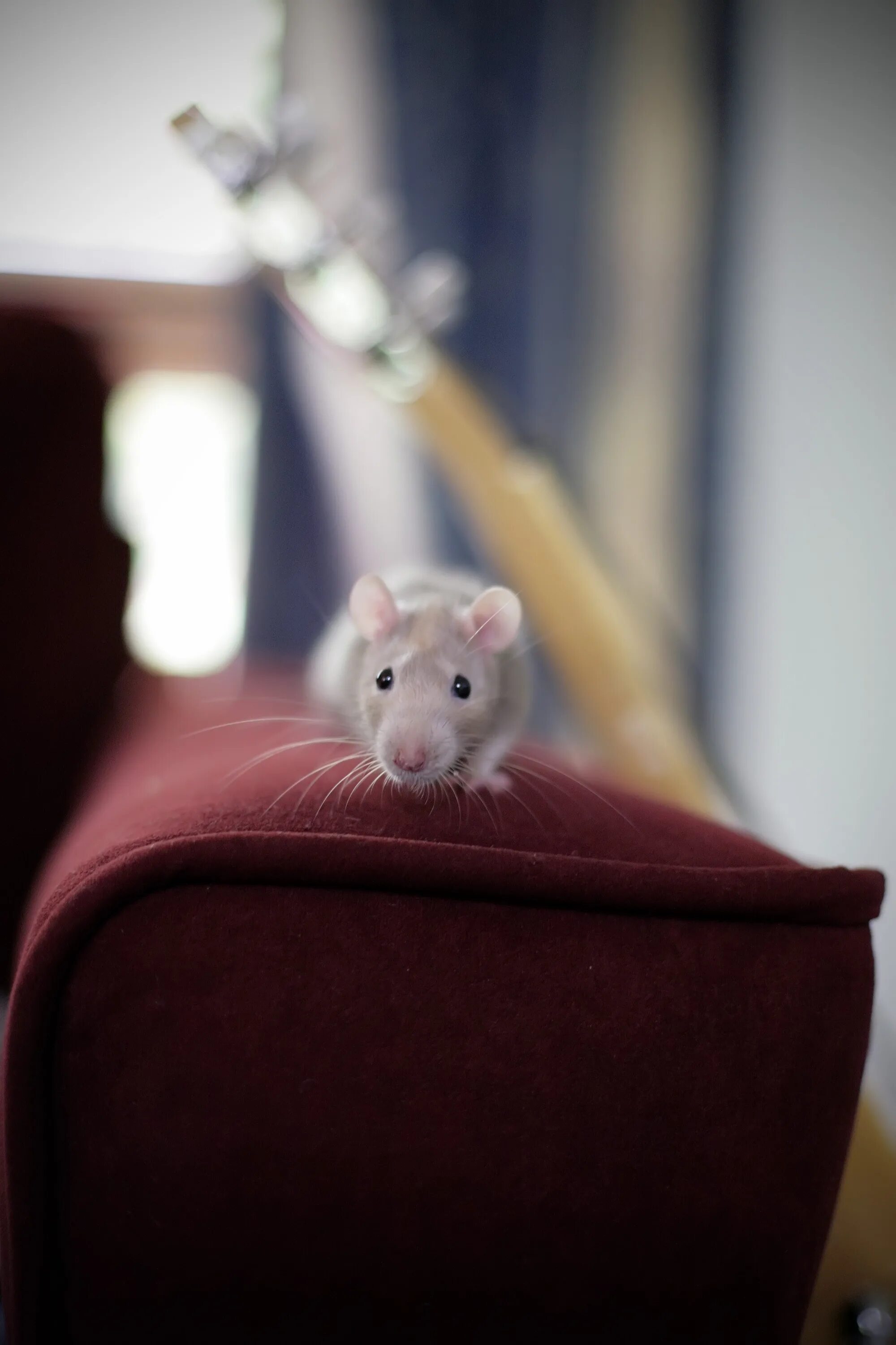 Мышка. Мышка домашняя. Милые мыши. Милый мышонок. Мышь мило