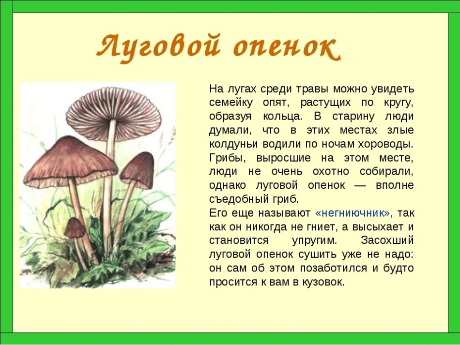 Как готовить луговые опята CoffMachines.ru