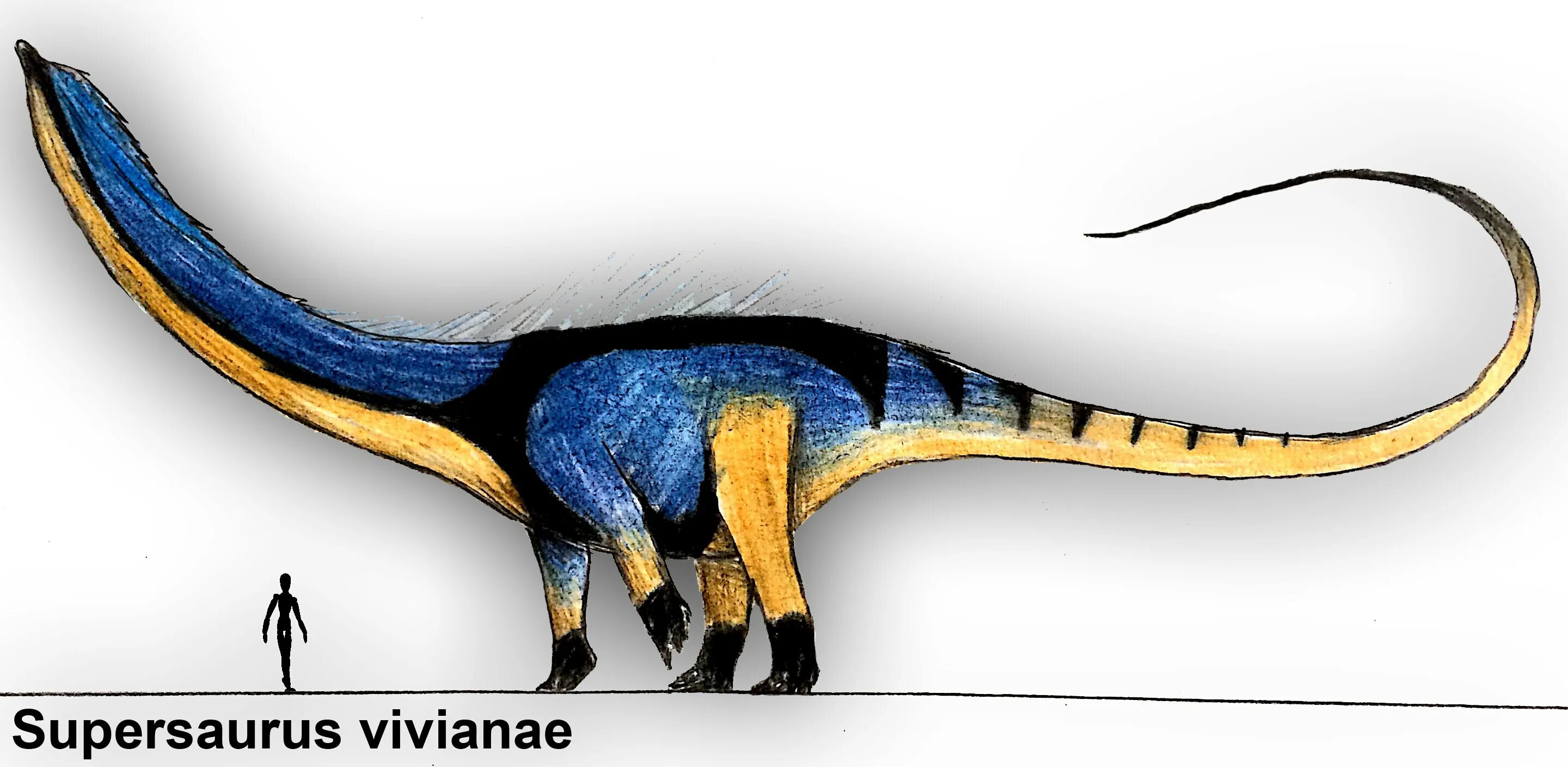 Суперзавр. Supersaurus vivianae. кнутохвостый суперзавр. суперзавр динозавр. амфицелия.