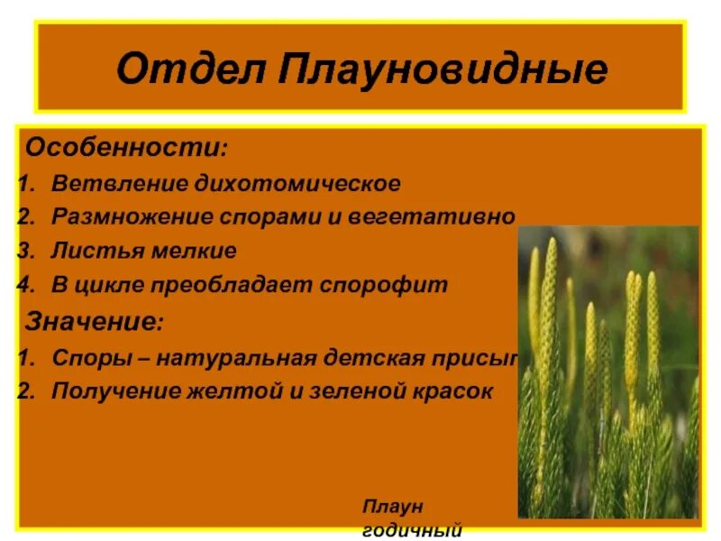 Плаун описание. Характеристика отдела Плауновидные. Плауновидные общая характеристика. Отдел Плауновидные общая характеристика отдела. Особенности отдела Плауновидные.