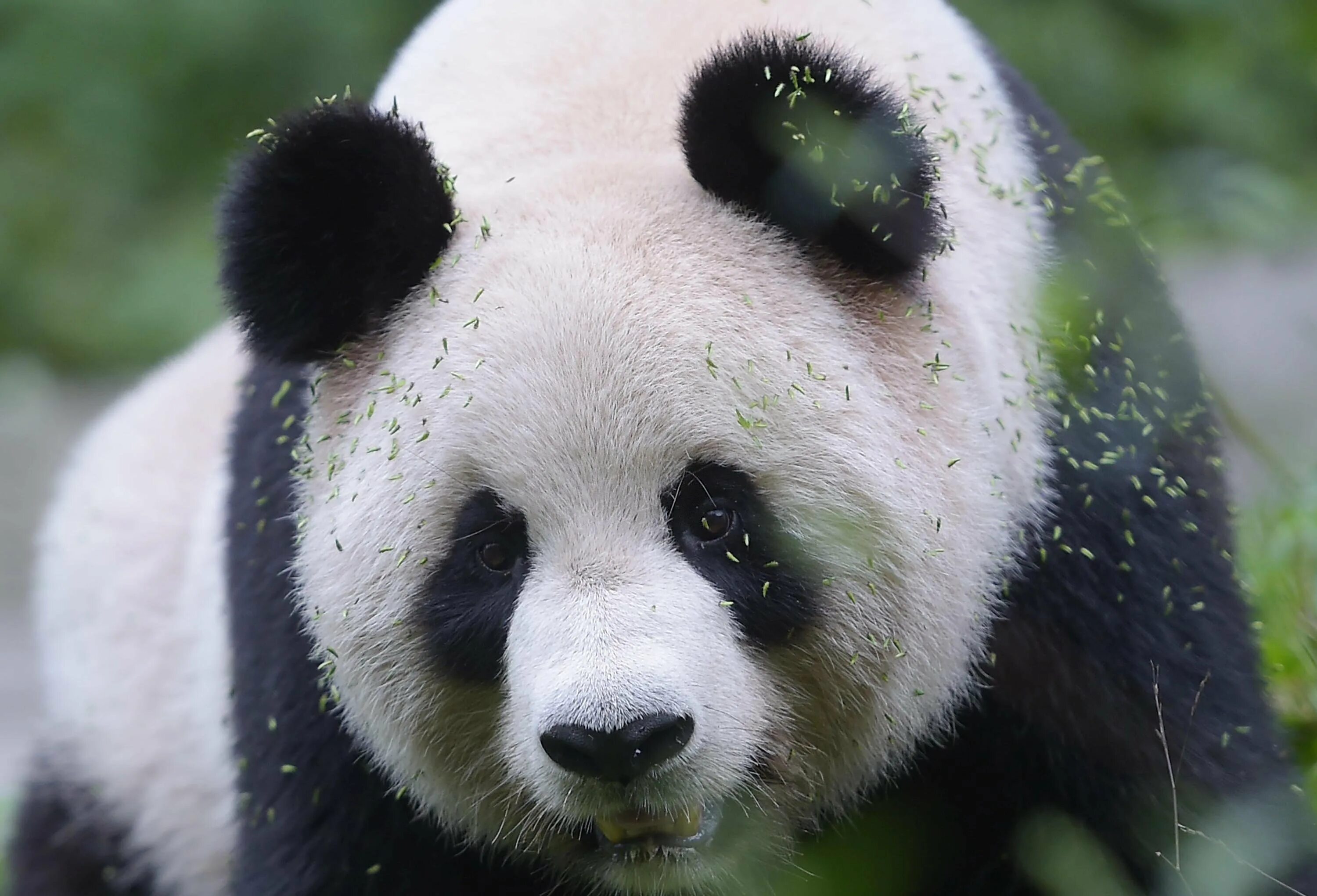 Цзя Цзя Панда. Большая Панда бамбуковый медведь. Панда в Евразии. Млекопитающие Панда.