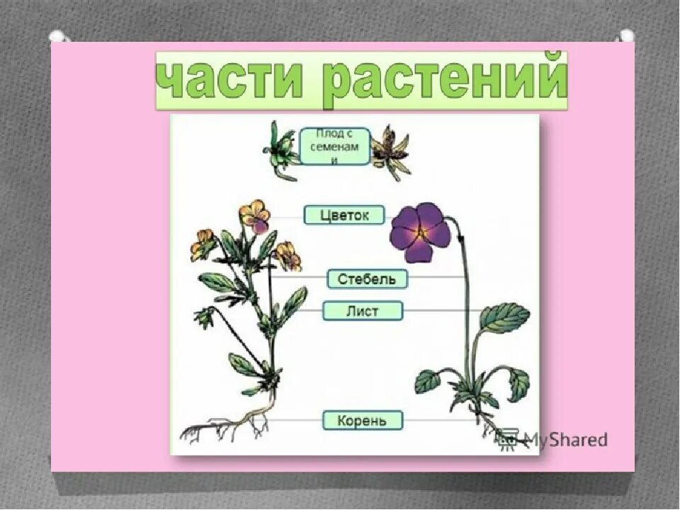 Растения первый класс. Части растения. Части растения 1 класс. Части растений окружающий мир. Цветок части растения.