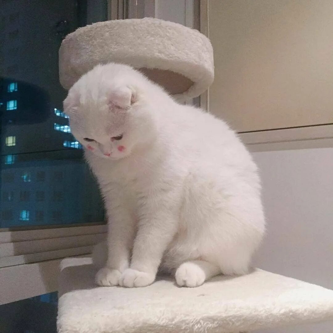 Саша заяц. Мило стесняются. Кот смущается. Обиженный кролик. Скромный кот.