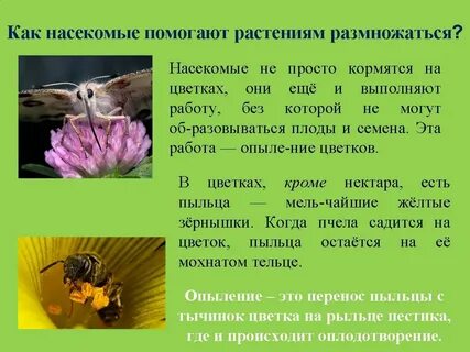 Подчеркни насекомых опылителей окружающий мир