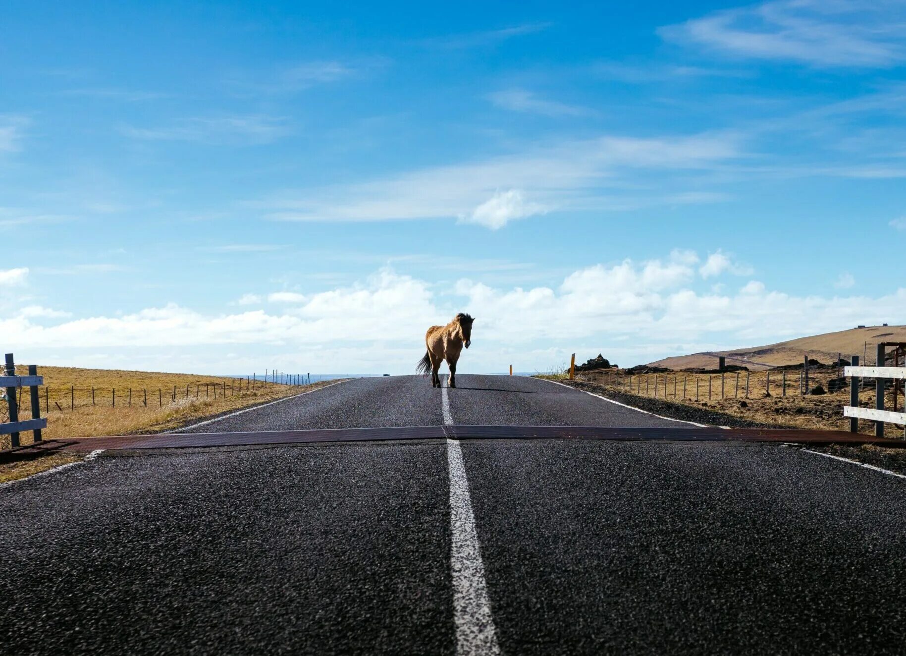 Лошадь на дороге. Road лошадь. Лошади Аскизский район. Кони на дороге фото.