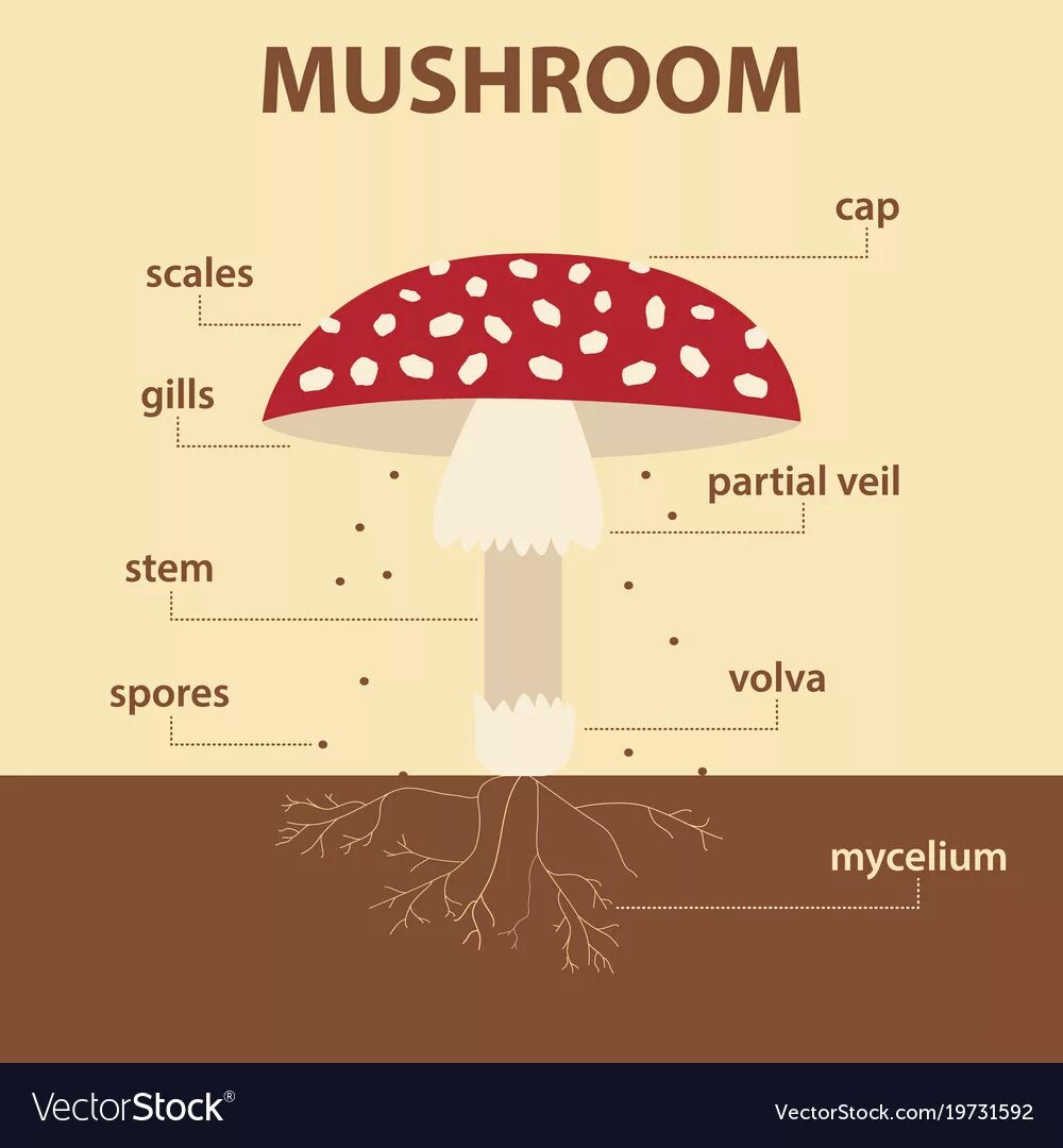 Грибы инфографика. Mushroom Parts. Схема гриба. Инфографика грибы ядовитые. Mushroom глагол