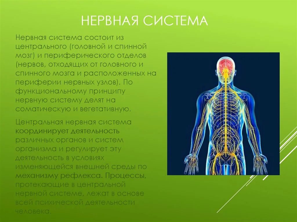 Как нервная система регулирует работу органов биология. Нервная система. Нервная система человека. Системы организма. Нервная система системы органов.