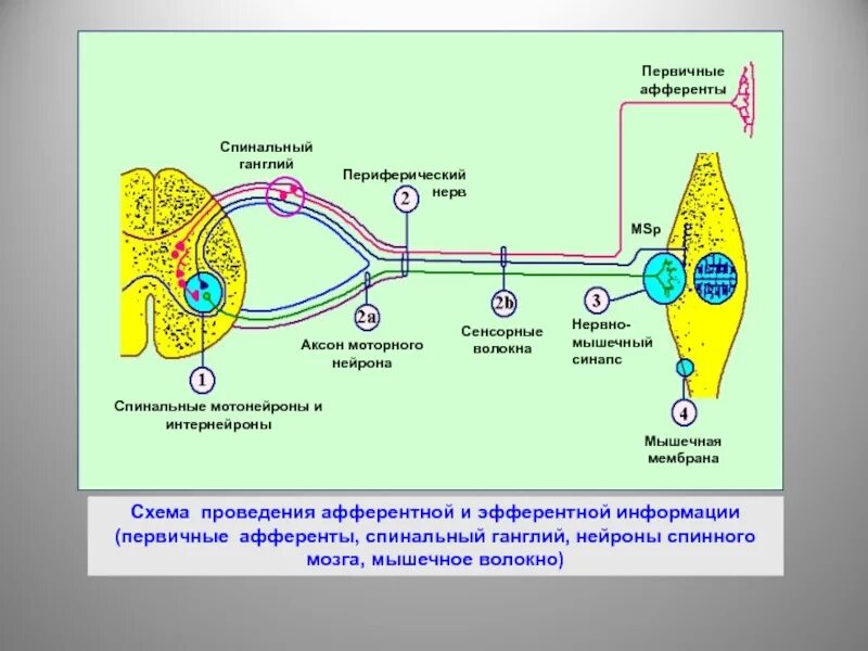 Первичный афферентный Нейрон. Нейроны первичные афференты. Нервные волокна афферентные нервные волокна. Ганглии синапсы это. Нервные узлы и нейрон