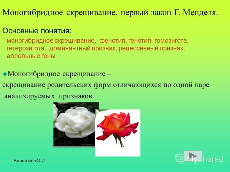 Закон независимого наследования признаков. Скрещивание родительских форм различающихся по двум парам признаков. Скрещивание родительских пар, отличающихся по одной паре признаков:. Скрещивание родительских форм. Скрещивание родительских форм.