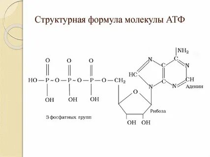 Химическая формула атф