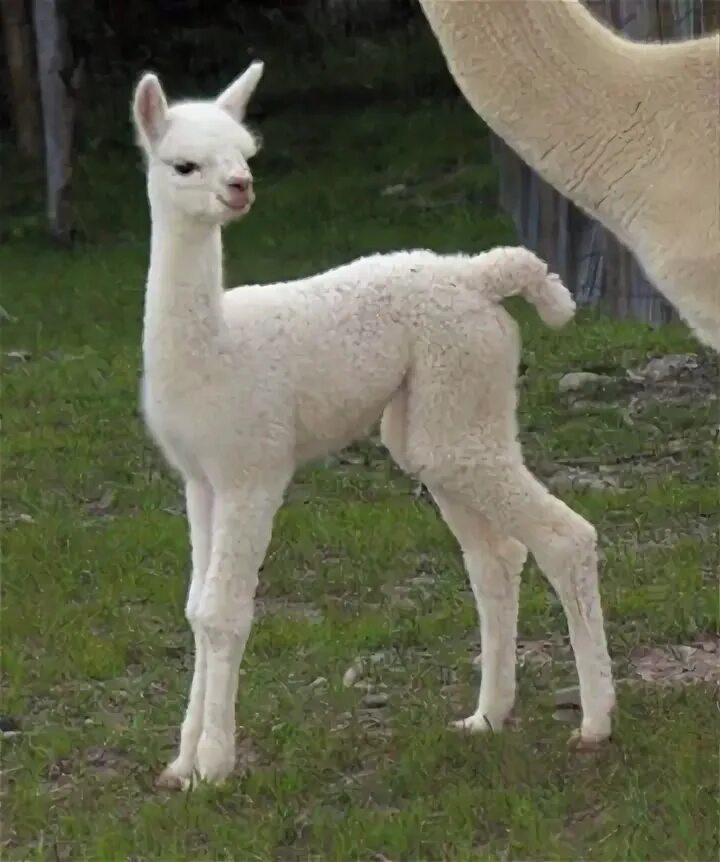 Побритая лама. Лама на холсте. Лама игрушка белая. Лама вьючное животное. Лама прикольная.