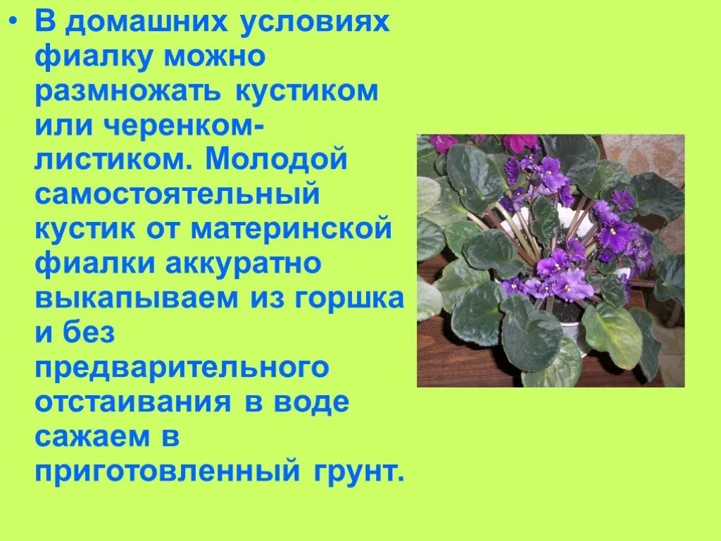 Исследование фиалки. Исследование фиалки. Родина фиалка узамбарская. Исследование фиалки. Сенполия узамбарская фиалка.