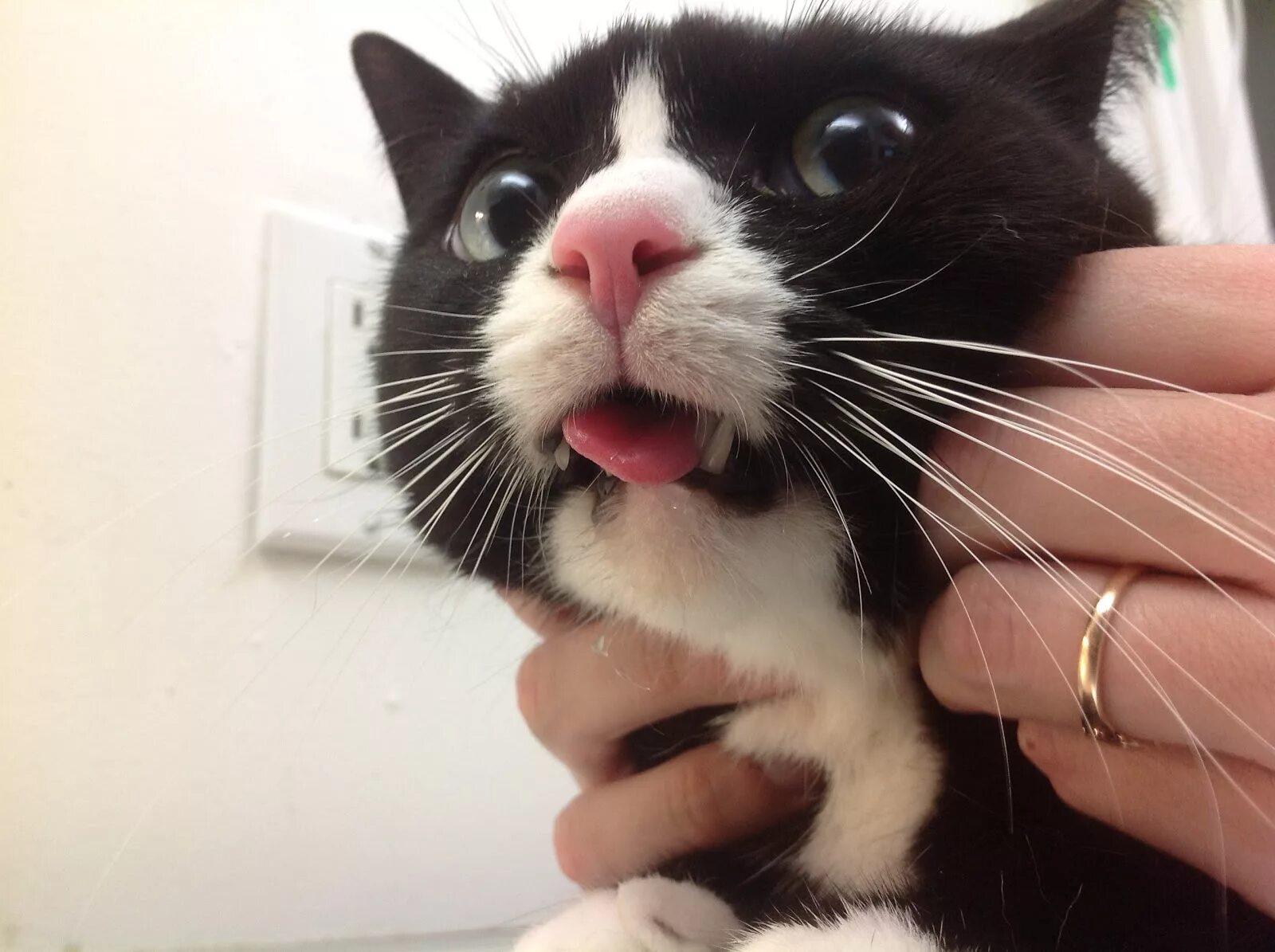 Котенок с открытым ртом. Кошка с высунутым языком. Слюнявые коты.