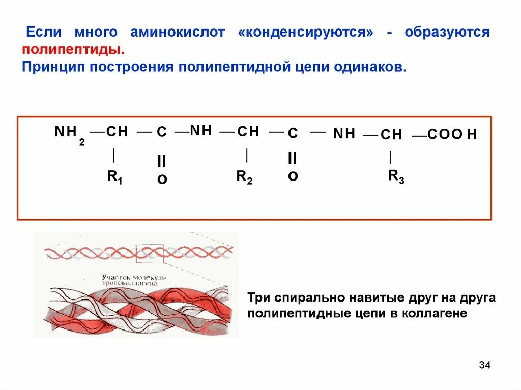 Сборка полипептидов. Принцип построения полипептидной цепи. Построение полипептидной цепи. Закономерности строения полипептидной цепи. Концы полипептидной цепи.