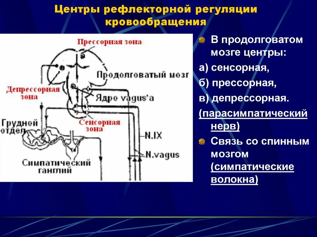 Где центр безусловно рефлекторной регуляции кровяного. Регуляция системы кровообращения. Рефлекторная регуляция кровообращения. Механизмы рефлекторной регуляции. Регуляция местного кровотока.