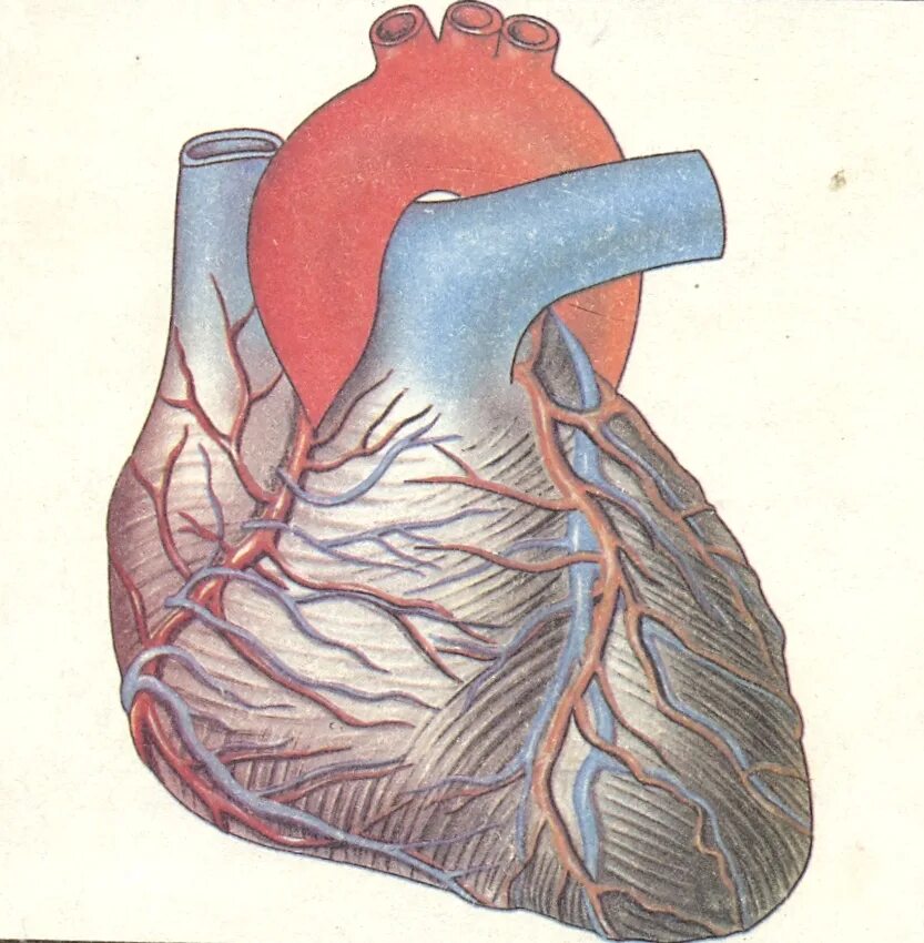 Сердце гонит. Сердце человека перикард. Кровоснабжение перикарда. Сердце и кровеносные сосуды.