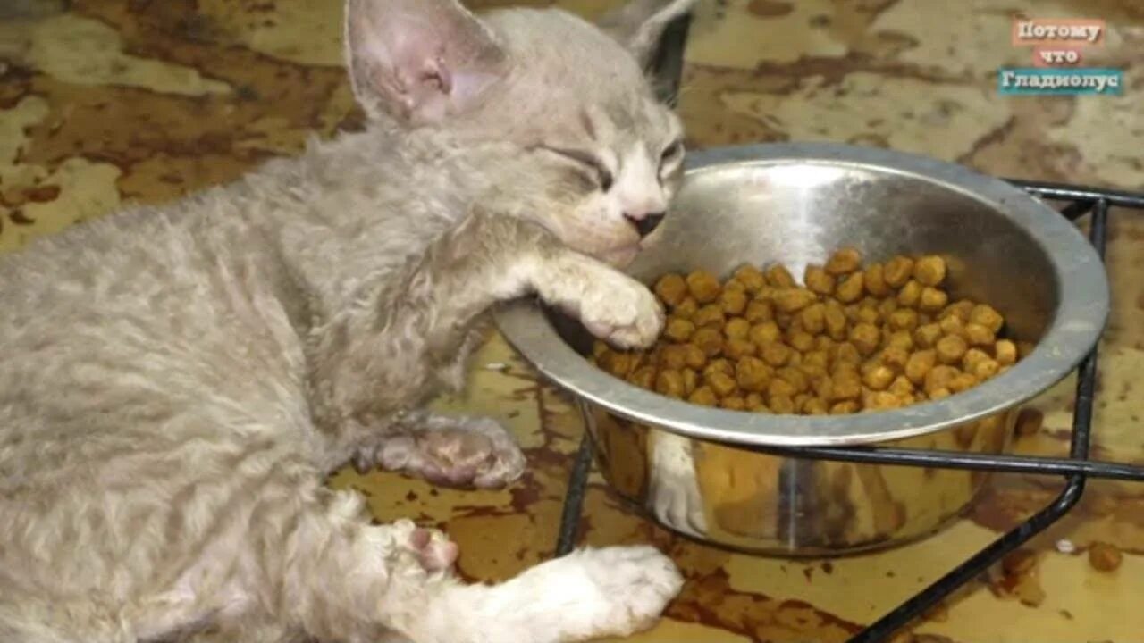 Чем кормить кастрированного кота в домашних условиях. Кормление стерилизованных кошек. Правильное питание кота натуральной пищей. Еда для стерилизованных кошек своими руками. Питание котов после стерилизации.