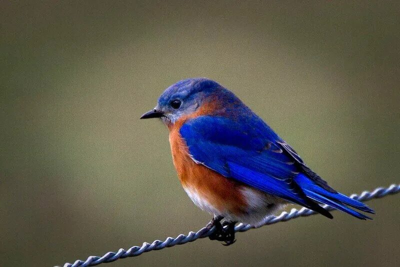 оранжевый зимородок. синяя птичка с желтой грудкой. синяя птица с красной грудкой. птичка сине оранжевая. птичка сине оранжевая.