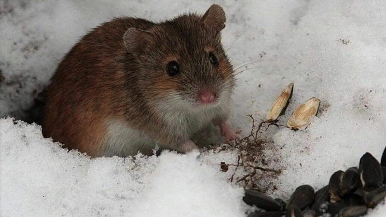 Полевые мыши зимой. Полевка зимой. Грызуны зимой. Мышь полевка зимой. Грызуны в лесу.