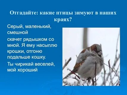 Какую птичку прислала