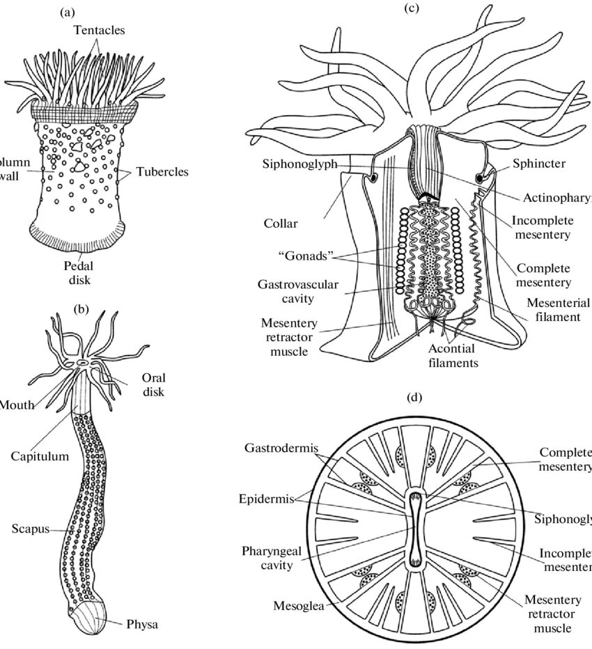 Строение актинии. Коралловый полип актиния строение. Строение актинии рисунок. Размножение актинии.