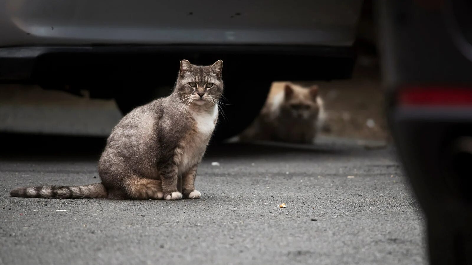 A Street Cat's Tale последняя версия. Бездомные коты игра. Симулятор бездомного кота. Street Cats Society. Игра a street cat s