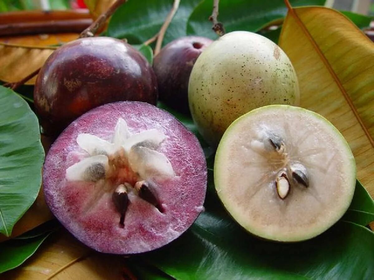 Во имя фруктов и семян геншин. Каимито звездчатое яблоко. Хризофиллум фрукт. Хризофиллум или звездное яблоко. Chrysophyllum cainito.