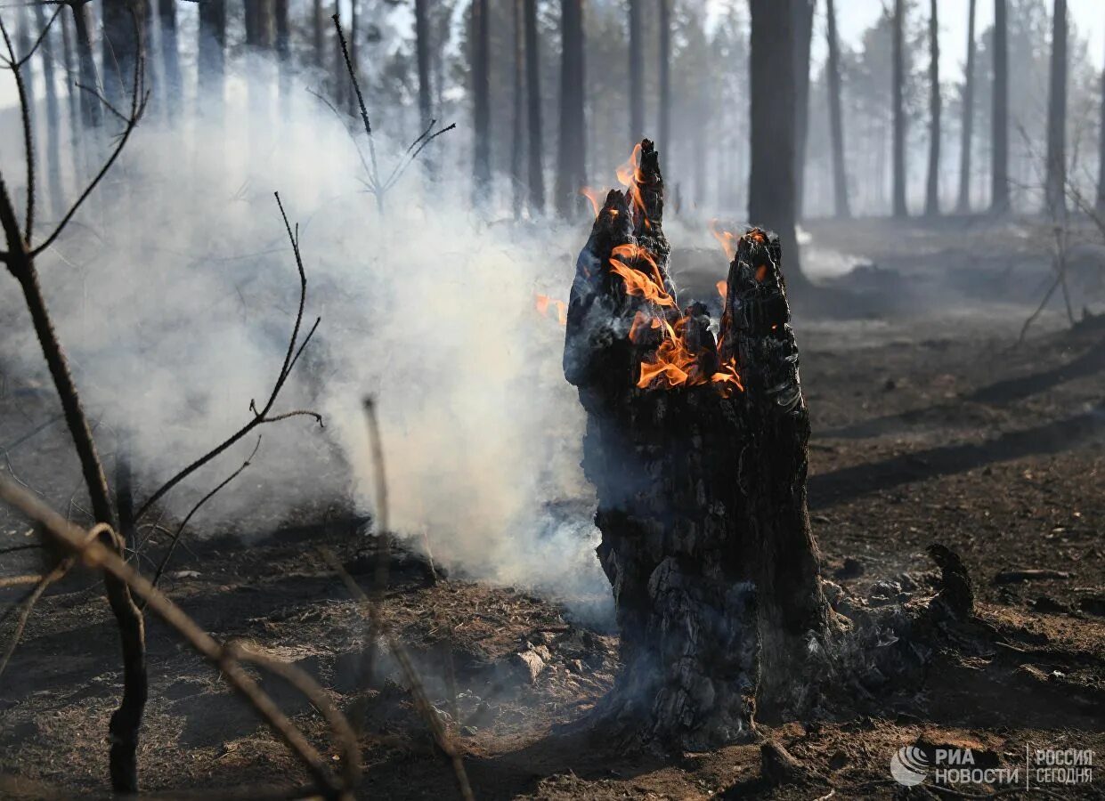 Лесные пожары. Последствия лесных пожаров. Последствия пожара в лесу. Последствия пожаров лесов. Лось горит