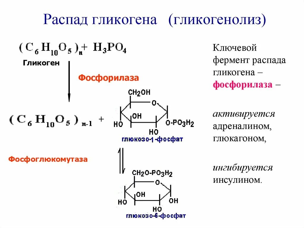 Глюкоза гликоген реакция. Распад гликогена (гликогенолиз). Распад гликогена схема формулы. Схема гликогенолиза биохимия. Распад гликогена формулы реакции.