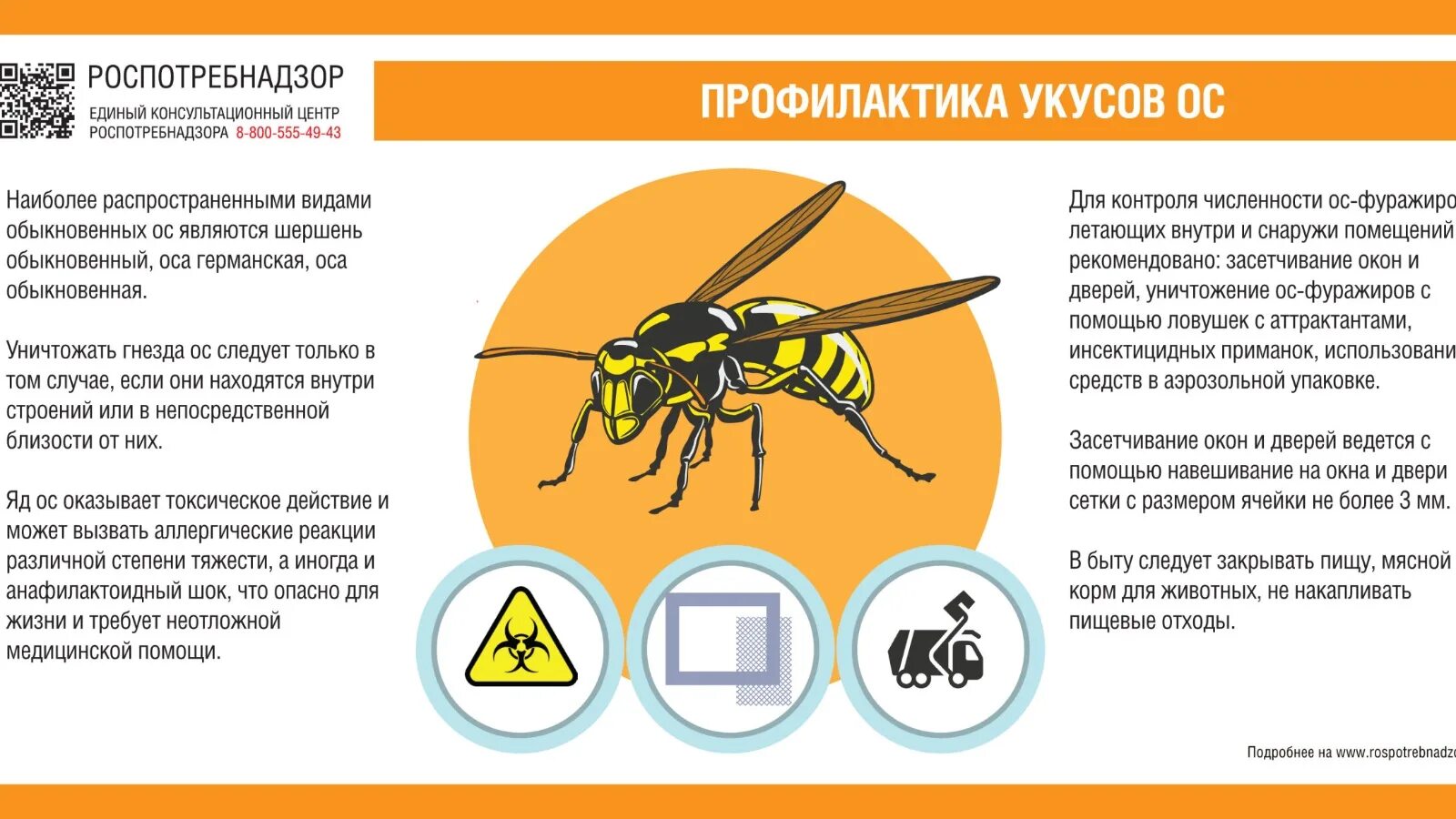 Помощь при укусе осы. Оса опасность для человека. Предотвращение укусов насекомых. Опасность при укусе осы.