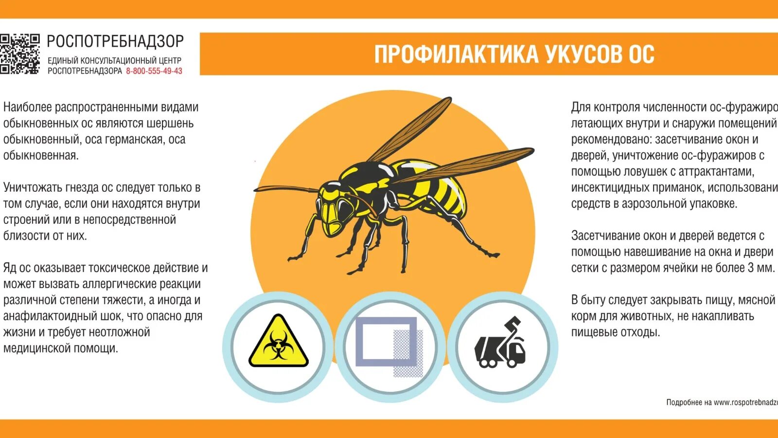 Народные средства помогающие при укусе насекомых. Оса опасность для человека. Предотвращение укусов насекомых. Опасность при укусе осы.