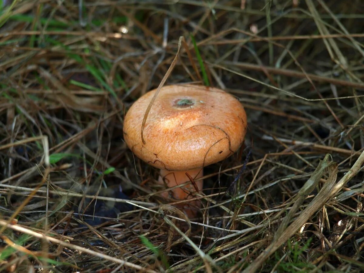 Рыжик Сосновый/Боровой (Lactarius deliciosus);. Гриб Рыжик еловый. Млечник Рыжик гриб. Сибирский Рыжик. Какой гриб рыжик