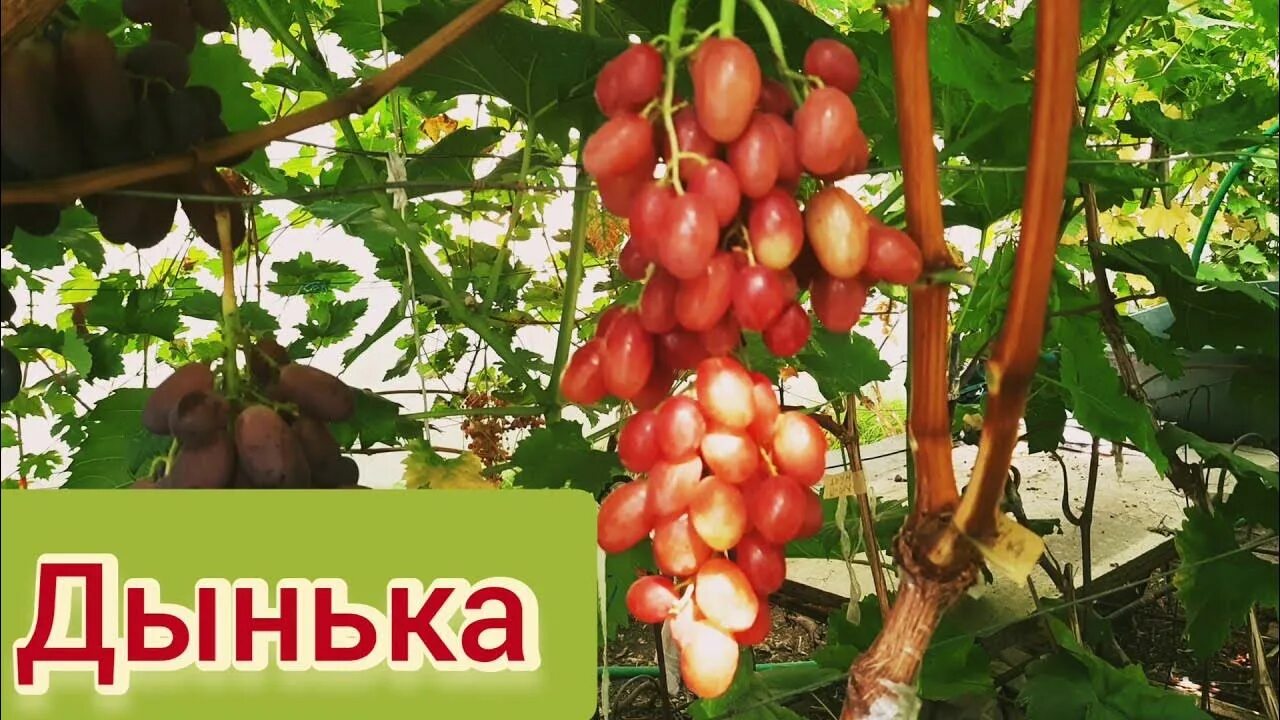 Fruit seas wiki - найдено 88 картинок