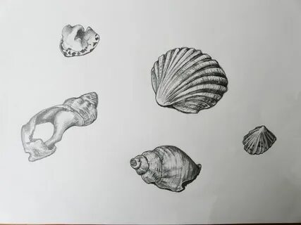 Ракушку легкую