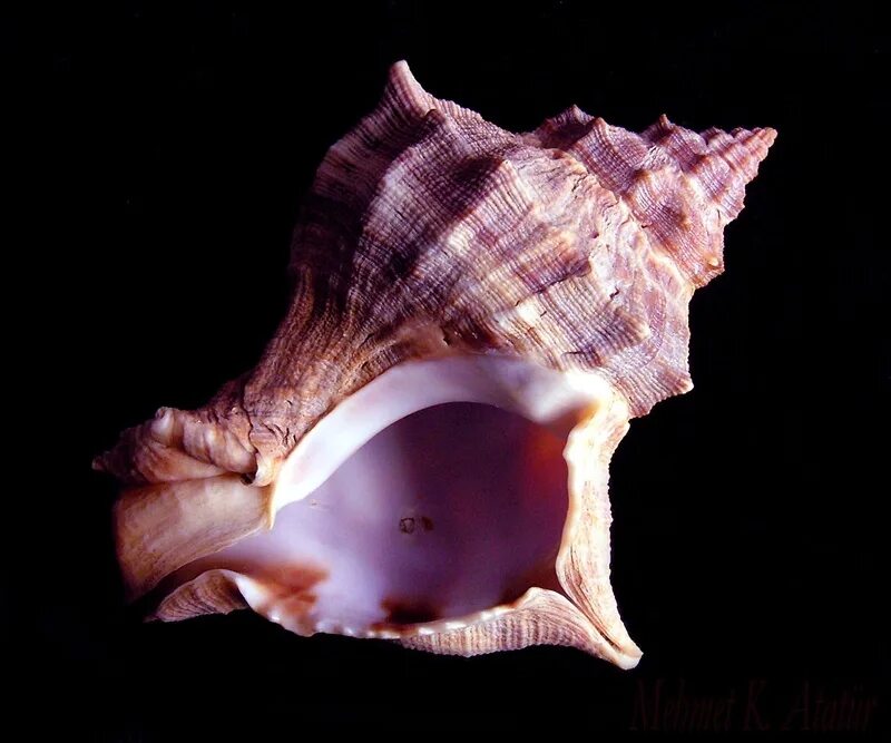 Улитка Багрянка пурпур. Murex trunculus. Финикийский пурпур моллюски. Иглянка моллюск пурпур.