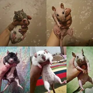 Как понять крыса мальчик