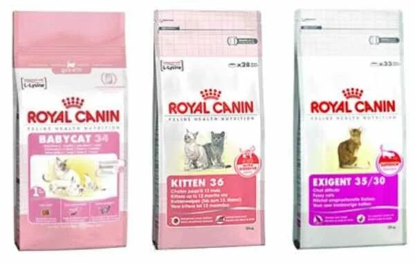 Корм для шотландских котят. Корм для котят Роял Канин Абиссинской. Royal Canin Шотландская сухой корм. Роял Канин для шотландских кошек. Роял Канин для шотландских вислоухих.