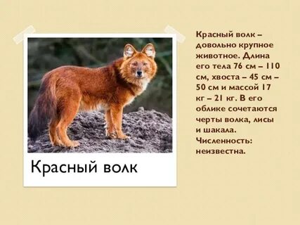 Красный волк из красной книги сообщение кратко