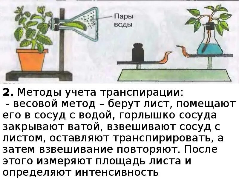 Рассмотрите изображенный опыт. Эксперимент испарение воды листьями растений. Опыты испарение воды листьями растений. Испарение воды растениями 6 класс биология. Опыт доказывающий испарение воды листьями.