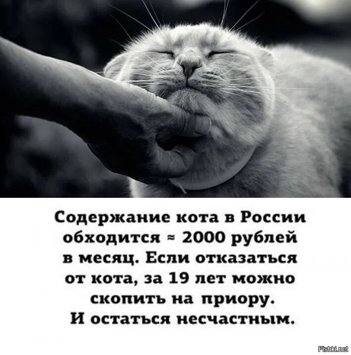 Содержание кота